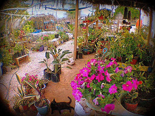 El Viverito. Tienda de Plantas. Centro botánico