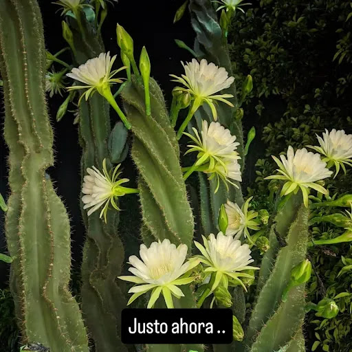 Flores del desierto Muna