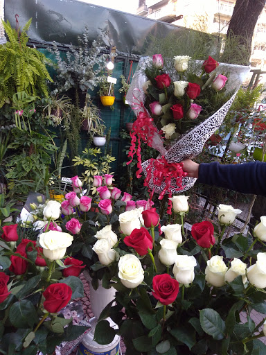 Flores y Plantas Arco Iris