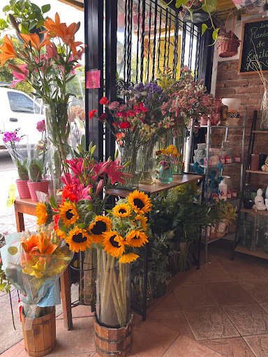 Las plantas de Emilia Florería/Flower shop