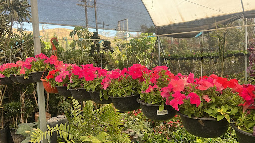 Vivero La Hacienda Tijuana