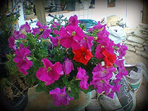 El Viverito. Tienda de Plantas. Centro botánico