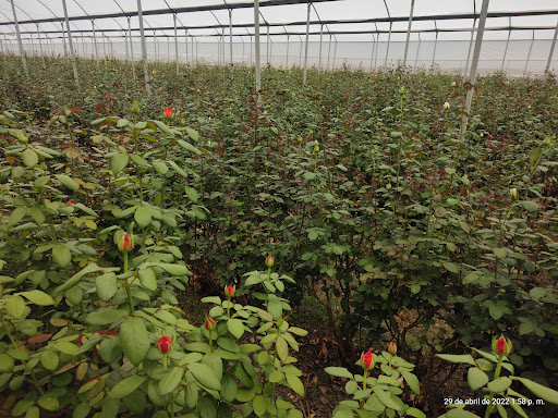 FLORÍCOLA SAN ANTONIO