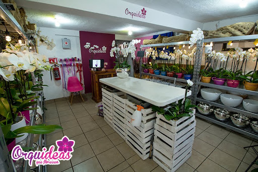 Orquideas que florecen