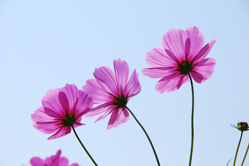 Rancho Duarte Florist