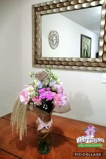 Alstromeria flores & plantas