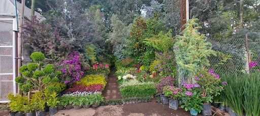 Vivero flores enrique