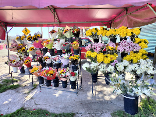 Florería la Orquídea