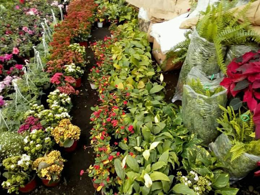 MO&F MERCADO ORNAMENTO & FLORAL