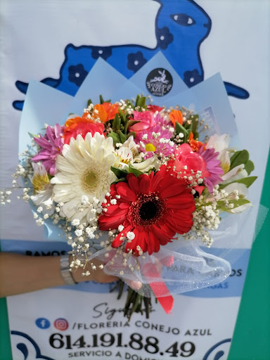 Floreria Conejo Azul Chih