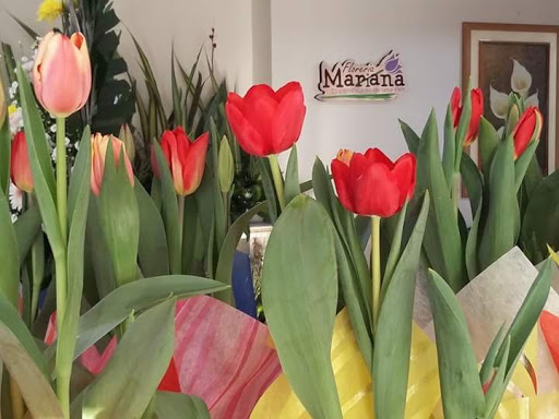 FLORERIA MARIANA, DELICIAS