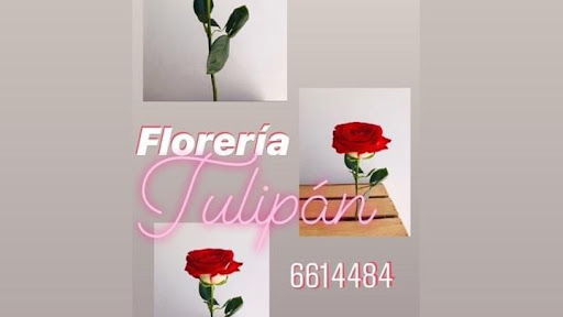 Florería Tulipán