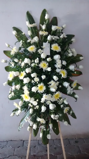 Flor Elen