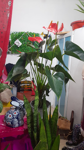 Plantas de temporada jazmín
